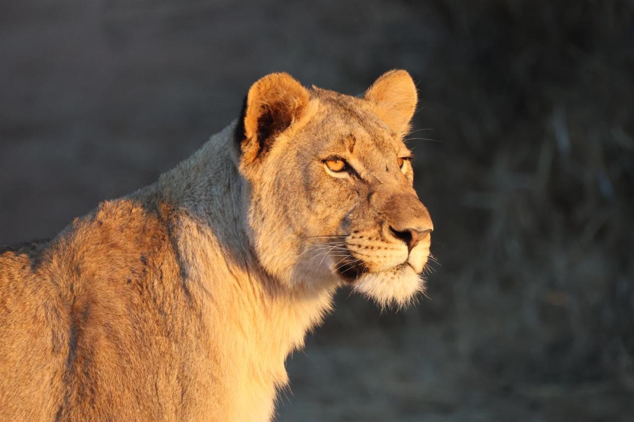 Lodge Karongwe Portfolio - Kuname *