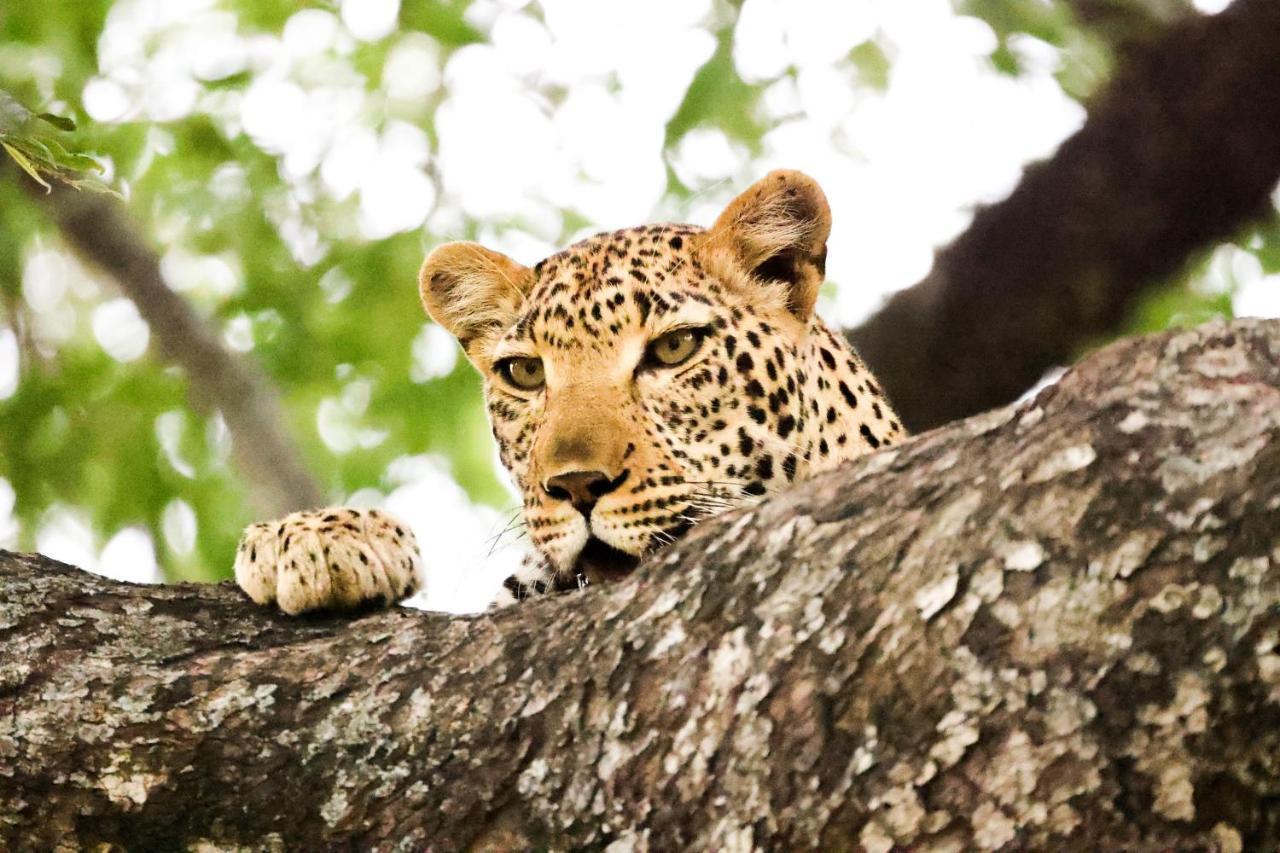 Lodge Karongwe Portfolio - Kuname Karongwe Game Reserve