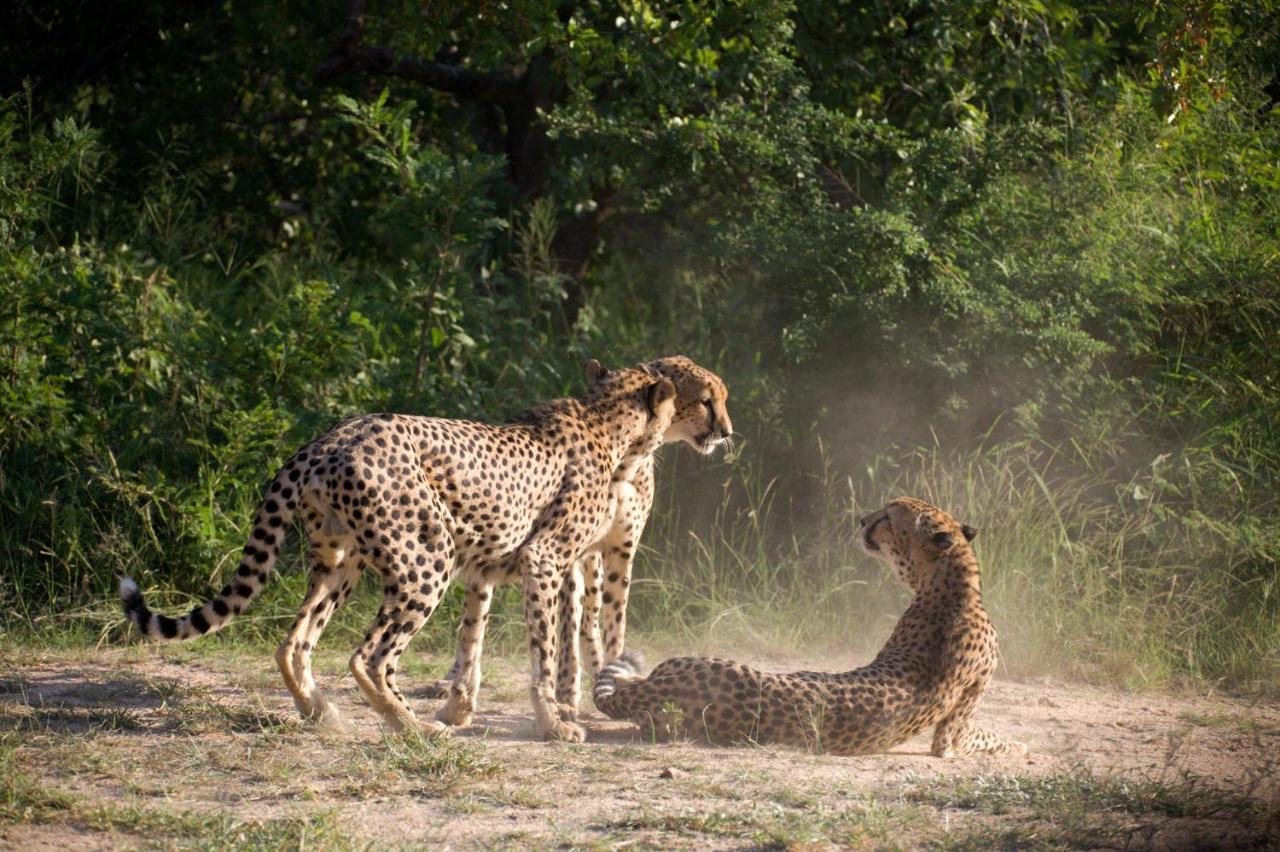 Karongwe Portfolio - Kuname Lodge