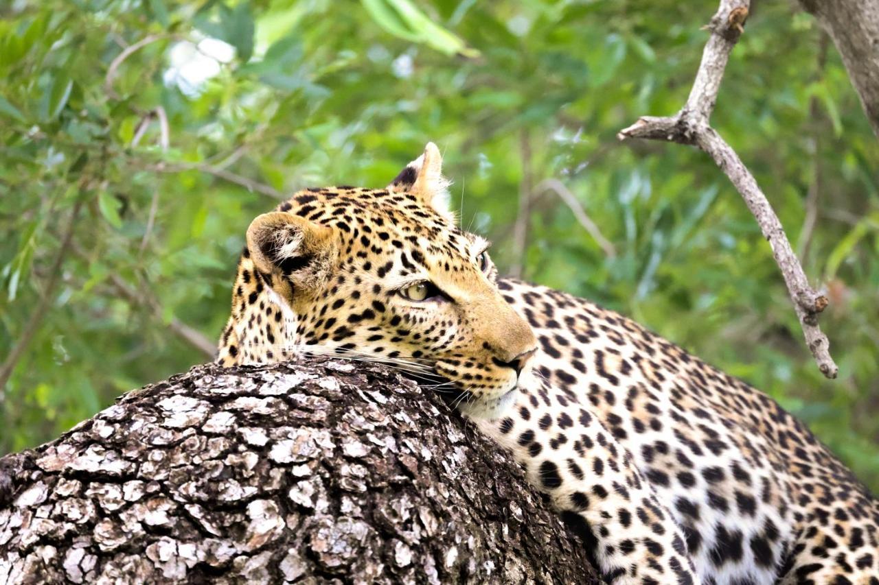 Lodge Karongwe Portfolio - Kuname Karongwe Game Reserve