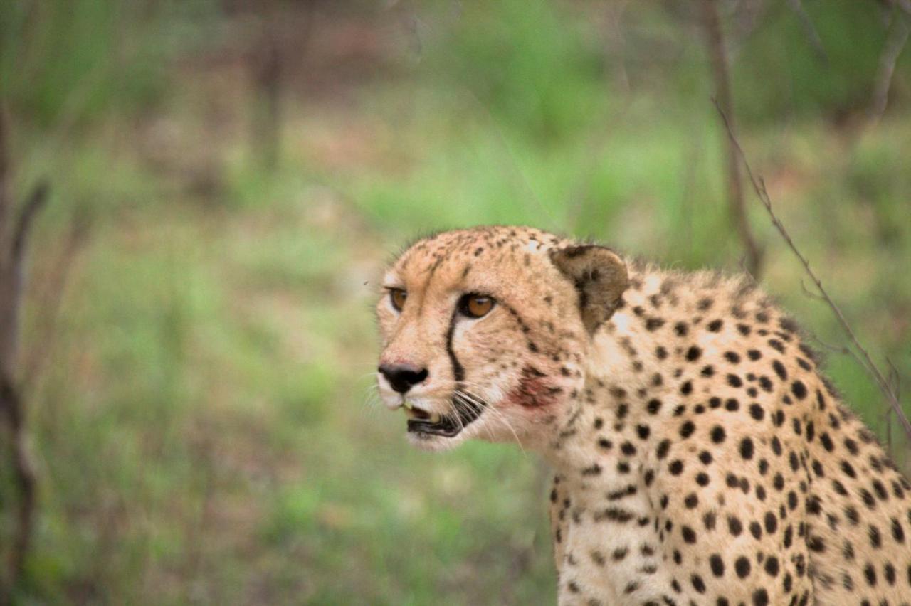 Karongwe Portfolio - Kuname * Karongwe Game Reserve