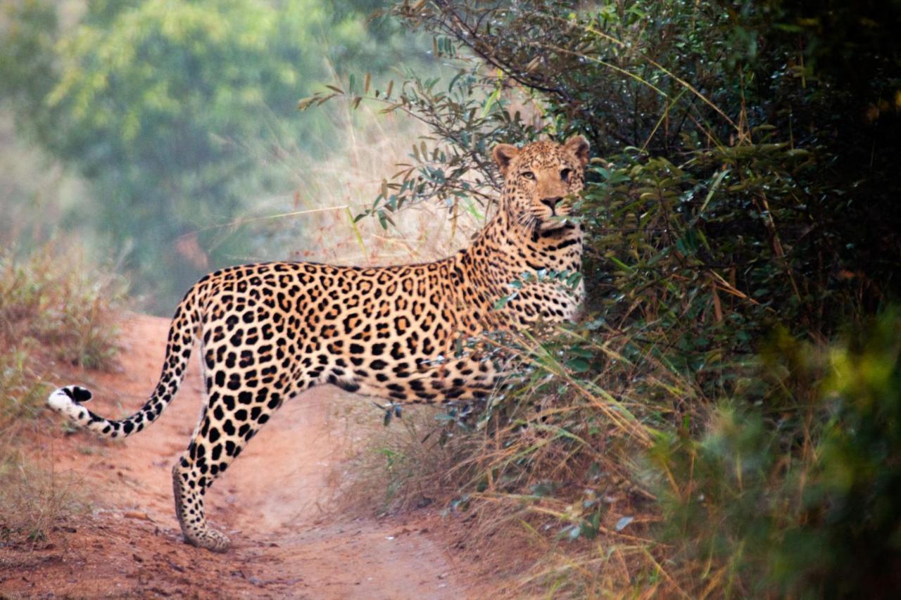 Karongwe Portfolio - Kuname Lodge