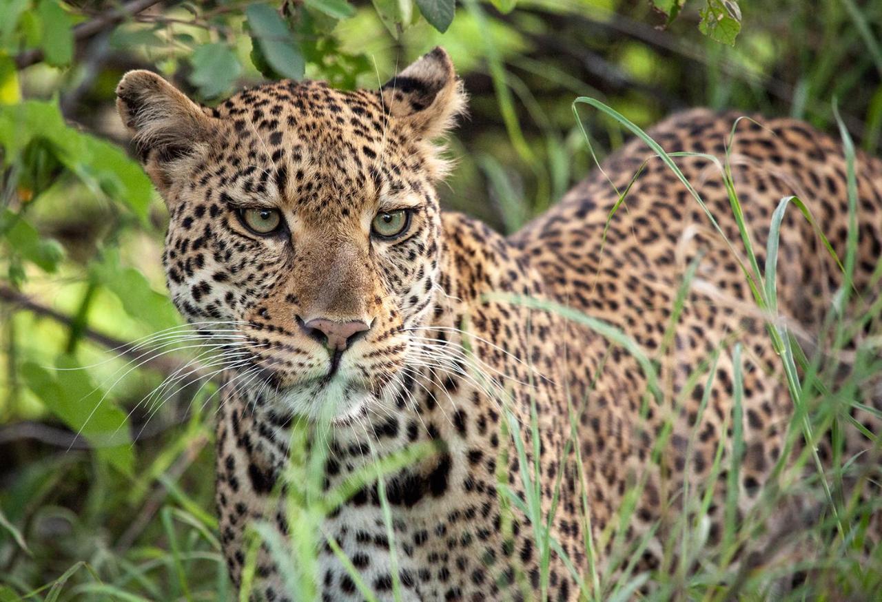 Karongwe Portfolio - Kuname Lodge