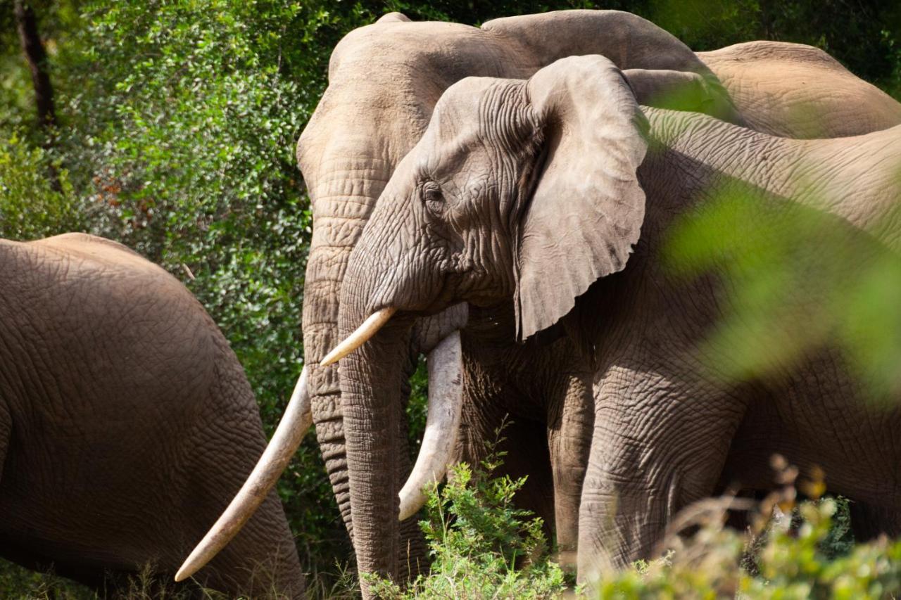 Karongwe Portfolio - Kuname Karongwe Game Reserve