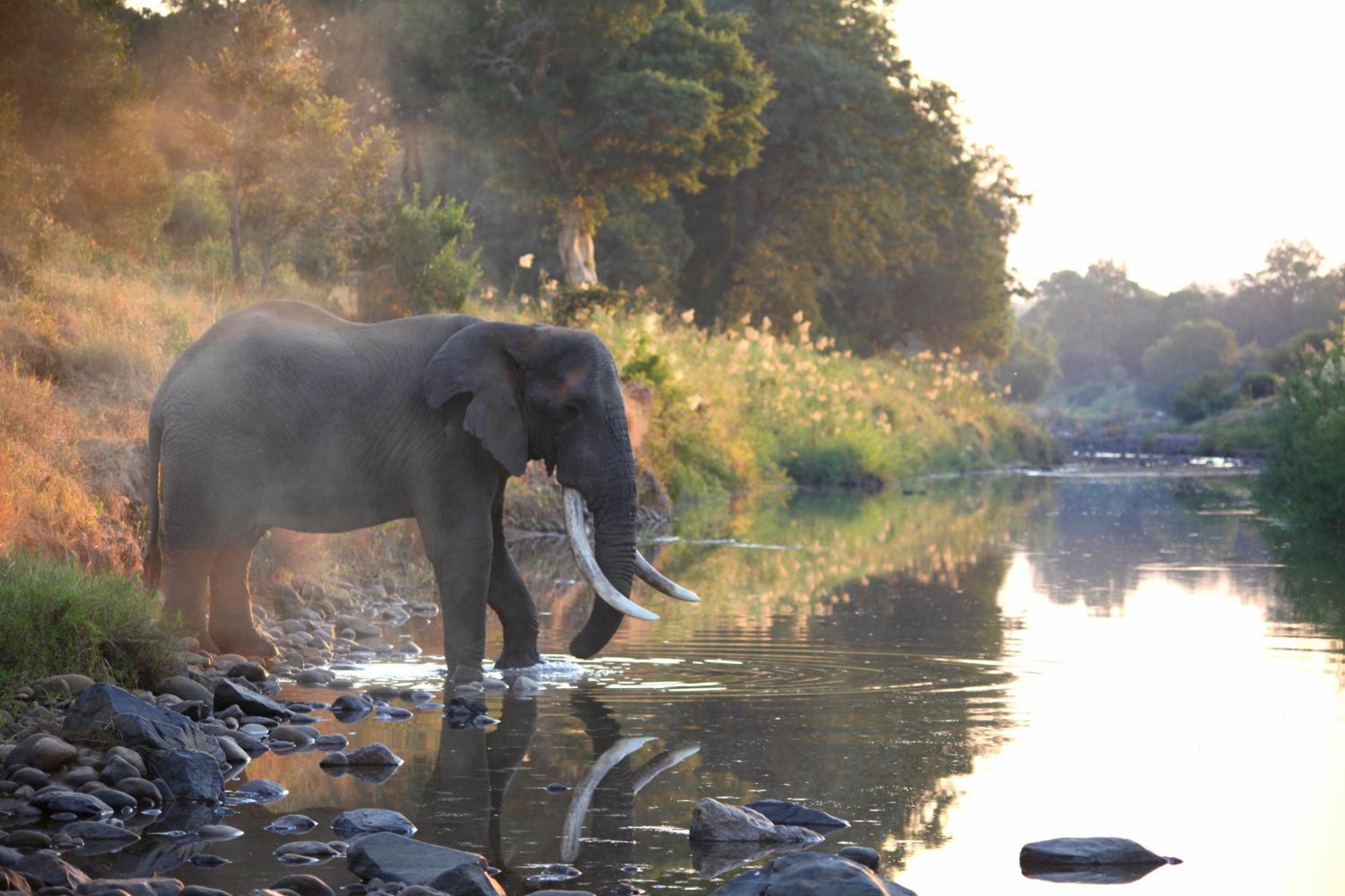 Karongwe Portfolio - Kuname * Karongwe Game Reserve
