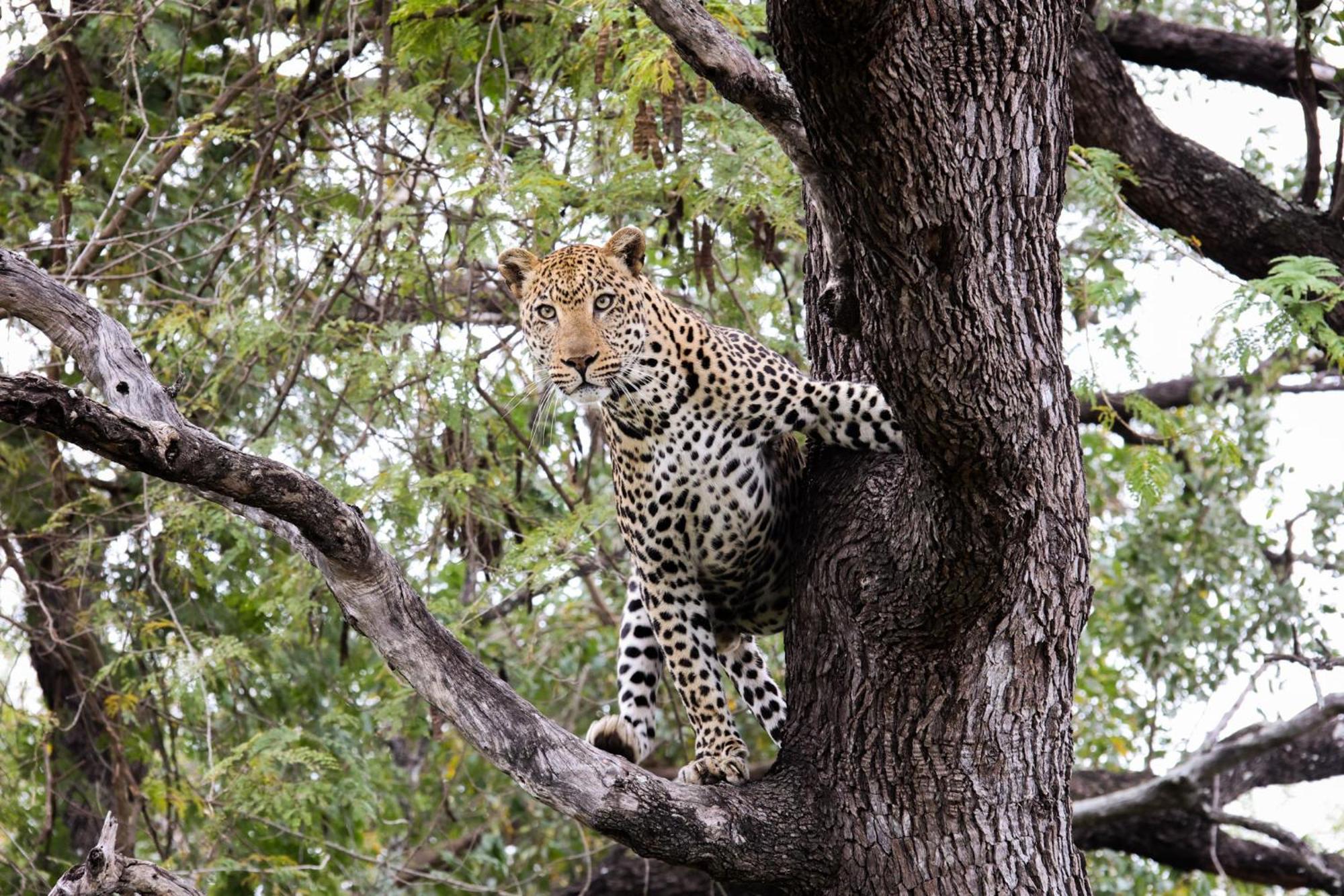 Karongwe Portfolio - Kuname Lodge Karongwe Game Reserve