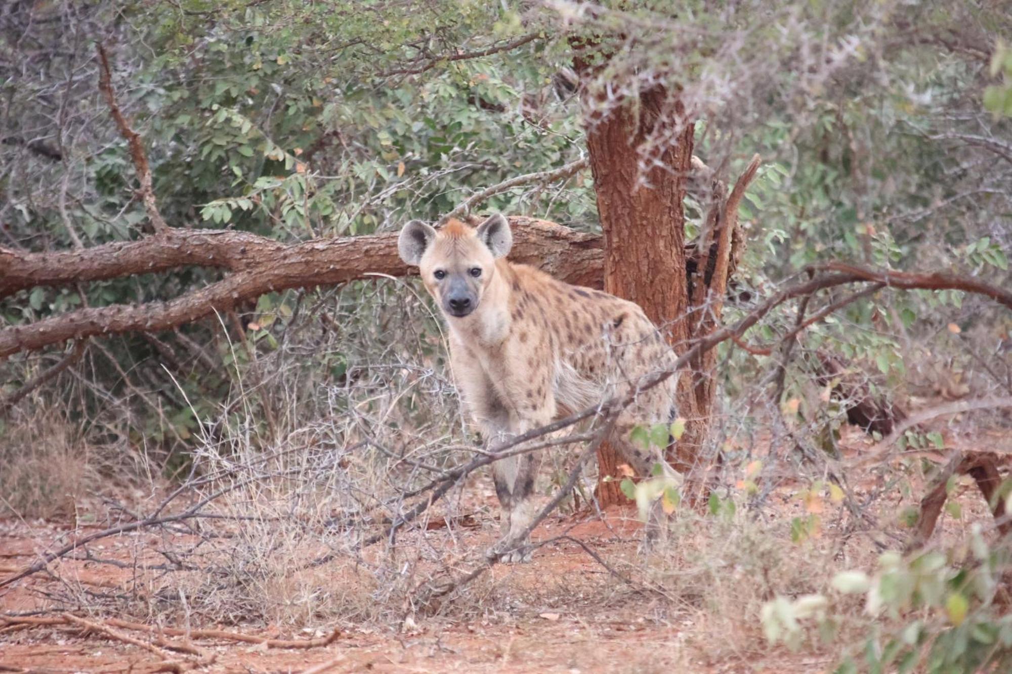 Karongwe Portfolio - Kuname