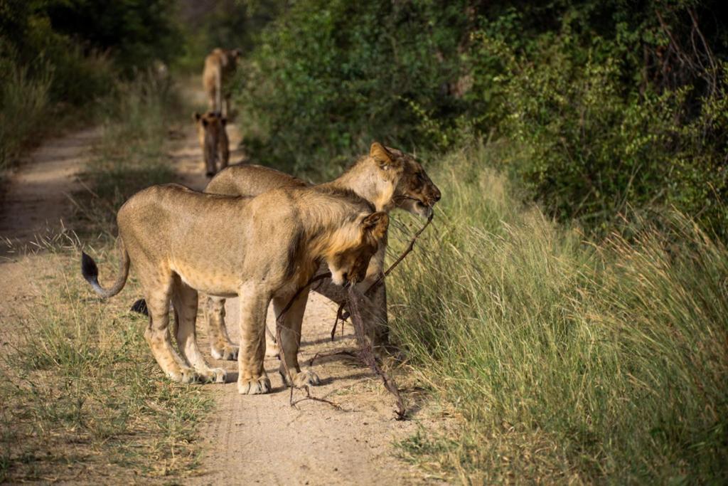 Lodge Karongwe Portfolio - Kuname *