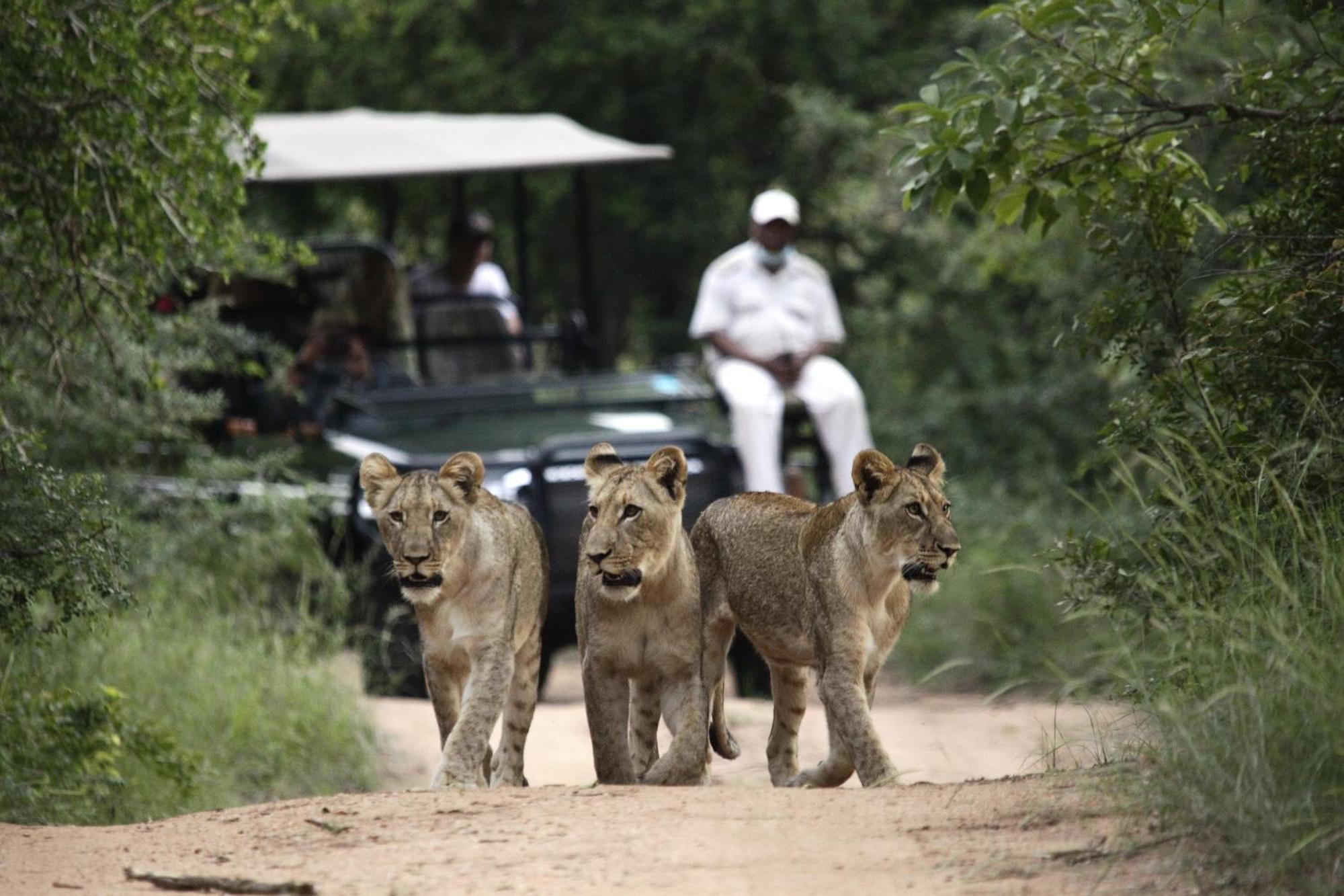 Lodge Karongwe Portfolio - Kuname Karongwe Game Reserve